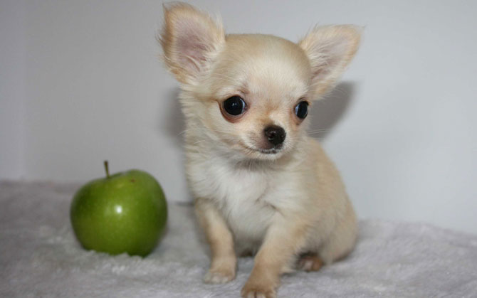 giong cho Chihuahua dau nho apple Head Chihuahuas
