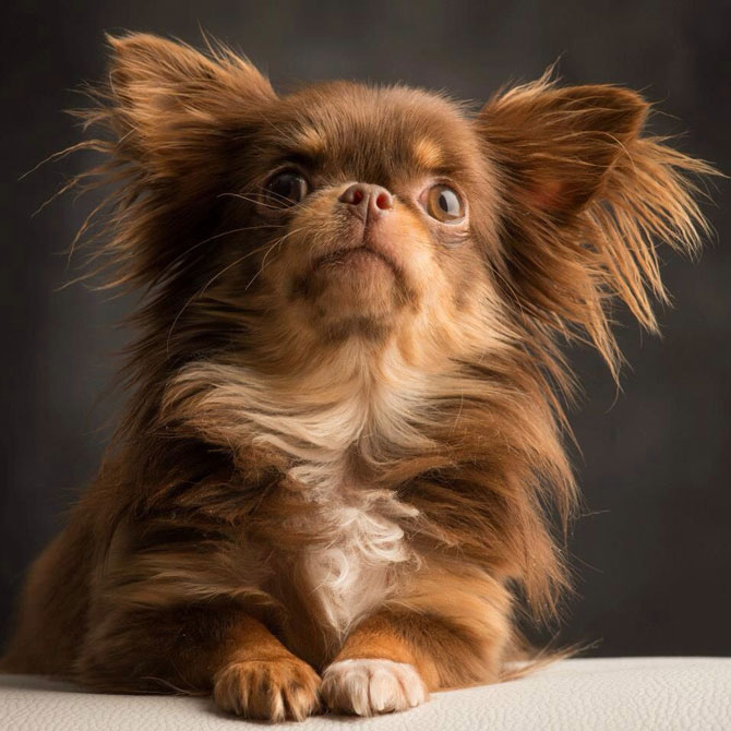 Những thông tin cơ bản về Chihuahua lông dài (Chihuahua long hair)